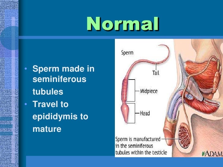 how are sperm made Nude grocery store
